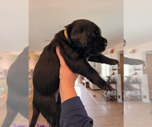 Medium Photo #5 Golden Labrador Puppy For Sale in PORT ORANGE, FL, USA