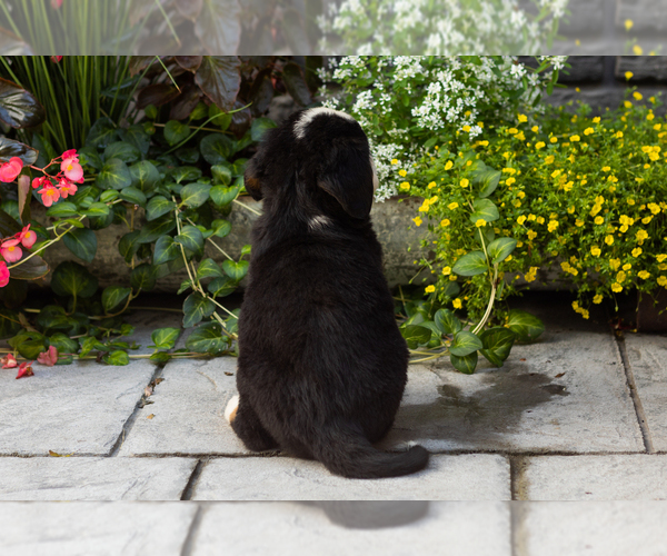 Medium Photo #6 Bernese Mountain Dog Puppy For Sale in MILLERSBURG, IN, USA