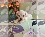 Puppy Puppy 4 ShihPoo