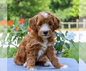 Goldendoodle (Miniature) Puppy for sale in EAST EARL, PA, USA