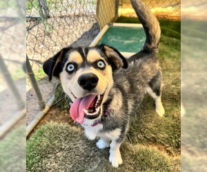 Bella - Female Siberian Husky-Unknown Mix Dog for Adoption - Photo #3