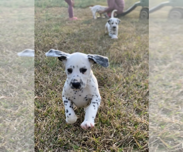 Medium Photo #7 Dalmatian Puppy For Sale in LINCOLNTON, GA, USA