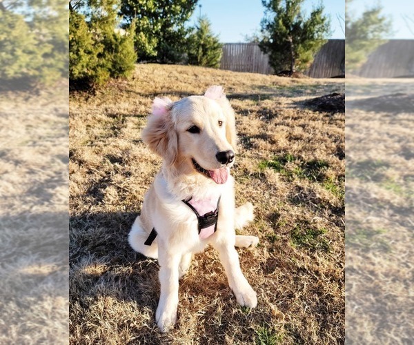 Medium Photo #1 Golden Retriever Puppy For Sale in CLEVELAND, TX, USA