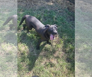 Labrador Retriever-Unknown Mix Dogs for adoption in Jackson, MS, USA