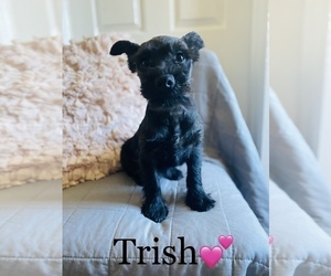 Schnauzer (Miniature) Puppy for Sale in COOKEVILLE, Tennessee USA