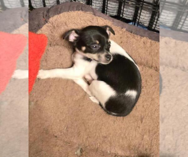 Medium Photo #4 Chihuahua Puppy For Sale in SPRINGFIELD, OH, USA