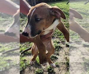 Bull Terrier-Unknown Mix Dogs for adoption in San Antonio, TX, USA
