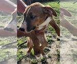 Small Bull Terrier Mix