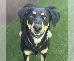 Carlinda - Adopted! - Female Labrador Retriever-Unknown Mix Dog for Adoption - Photo #2