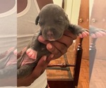 Small Photo #24 American Pit Bull Terrier Puppy For Sale in NEWARK, NJ, USA