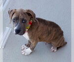 Small #20 American Staffordshire Terrier