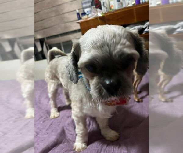 Medium Photo #1 Shih Tzu Puppy For Sale in San Diego, CA, USA