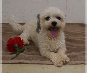 Havanese Dogs for adoption in THREE RIVERS, MI, USA