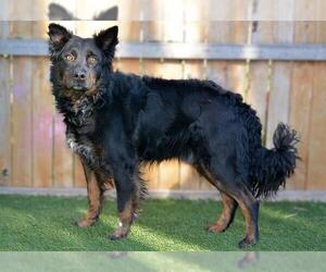 Australian Shepherd-Unknown Mix Dogs for adoption in West Valley, UT, USA