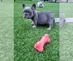 Small #8 French Bulldog