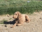 Small Photo #1 Goldendoodle-Poodle (Standard) Mix Puppy For Sale in PLAINS, MT, USA