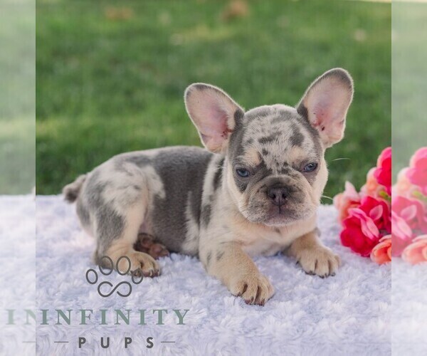 Medium Photo #5 French Bulldog Puppy For Sale in REBERSBURG, PA, USA