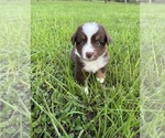 Puppy Puppy 3 Miniature Australian Shepherd