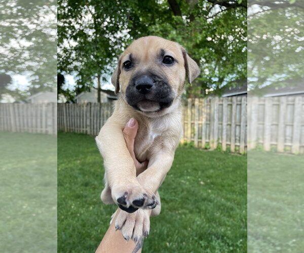 Medium Photo #15 Mutt Puppy For Sale in Derwood, MD, USA