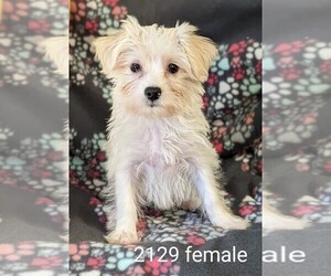 Poodle (Toy)-Yorkshire Terrier Mix Puppy for sale in CLARE, IL, USA