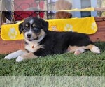 Small Photo #3 Miniature Australian Shepherd Puppy For Sale in MIDDLEBURG, FL, USA