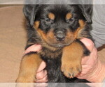 Small Photo #11 Rottweiler Puppy For Sale in SPOKANE, WA, USA