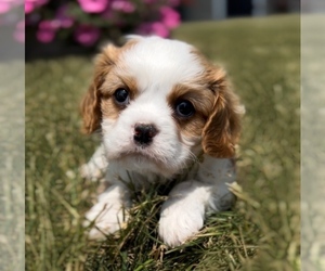 Cavalier King Charles Spaniel Puppy for sale in EDWARDSBURG, MI, USA