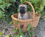 Small #11 Belgian Malinois