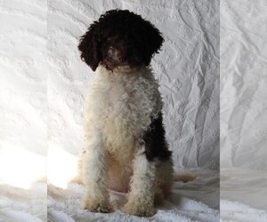 Poodle (Standard) Puppy for sale in FREDERICKSBURG, OH, USA