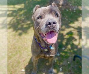 Mutt Dogs for adoption in Aurora, CO, USA