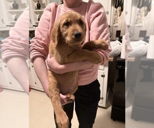 Medium Golden Retriever