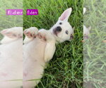 Small #2 Siberian Husky Mix