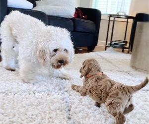 Father of the Cock-A-Poo puppies born on 10/07/2025