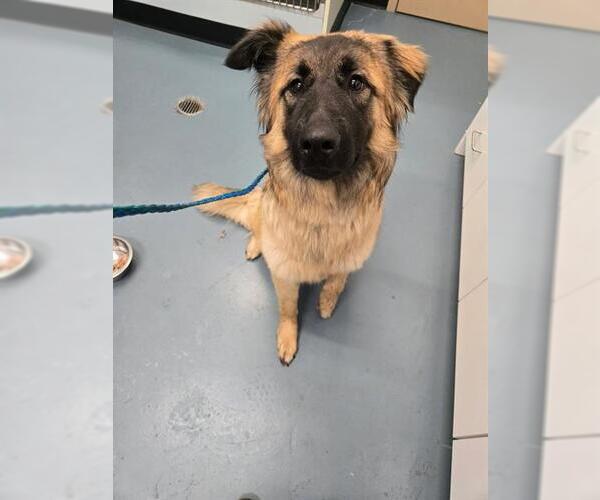 Medium Photo #1 German Shepherd Dog Puppy For Sale in London, Ontario, Canada