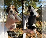 Puppy Purple Collar Beagle