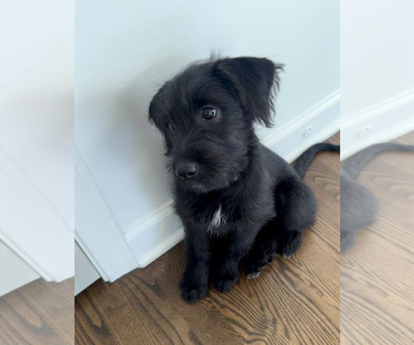 Medium Photo #4 Labrador Retriever Puppy For Sale in Wheaton, IL, USA