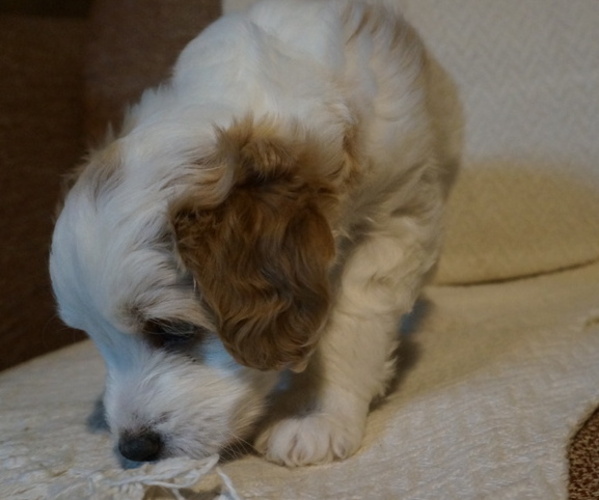 Medium Photo #5 Golden Mountain Doodle  Puppy For Sale in JIM FALLS, WI, USA