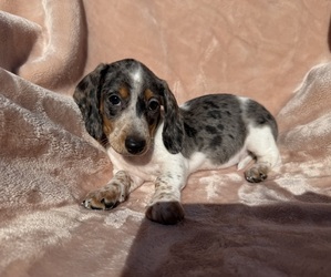 Dachshund Puppy for sale in WEBSTER, FL, USA