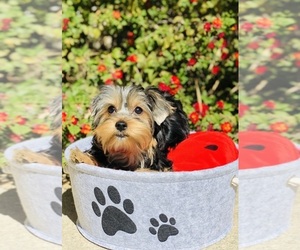 Yorkshire Terrier Puppy for sale in LOS ANGELES, CA, USA