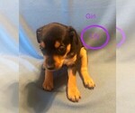 Small Photo #4 Miniature Pinscher Puppy For Sale in EWING, VA, USA