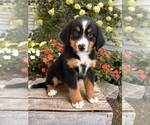 Image preview for Ad Listing. Nickname: Nala