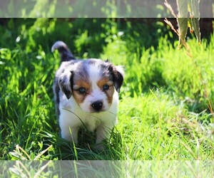 Miniature Australian Shepherd Puppy for sale in LIVE OAK, CA, USA