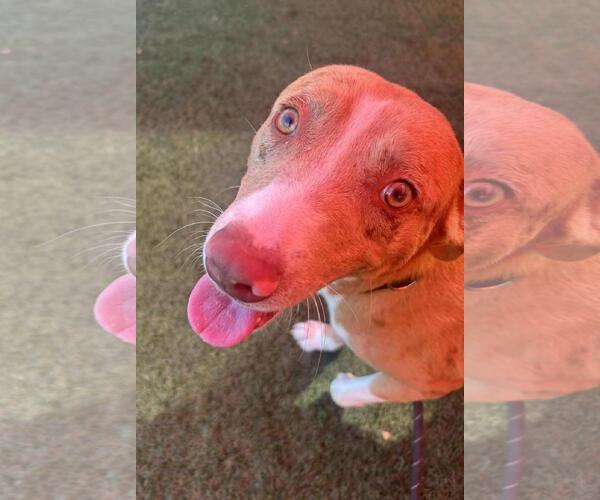 Medium Photo #4 American Pit Bull Terrier-Australian Shepherd Mix Puppy For Sale in Rockwall, TX, USA