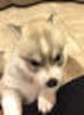 Small Photo #1 Siberian Husky Puppy For Sale in RIVERSIDE, CA, USA