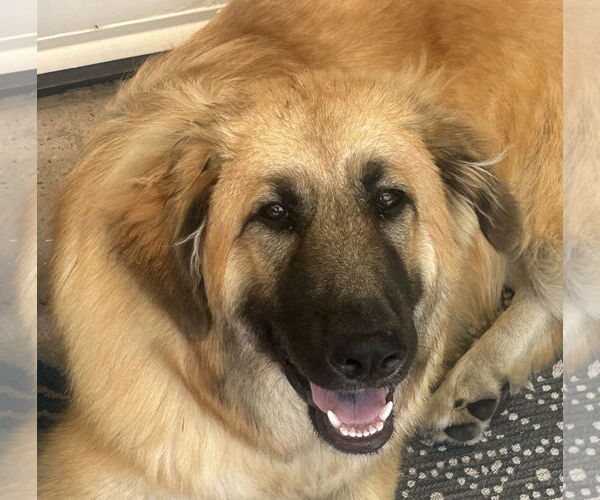Medium Photo #3 Golden Retriever Puppy For Sale in Menifee, CA, USA