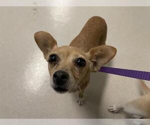 Chihuahua Dogs for adoption in Corona, CA, USA