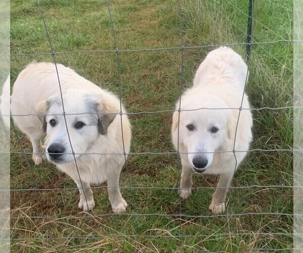 Medium Photo #8 Great Pyrenees Puppy For Sale in MOUNT AIRY, NC, USA