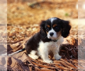 Cavalier King Charles Spaniel Dog for Adoption in ELIZABETHTON, Tennessee USA