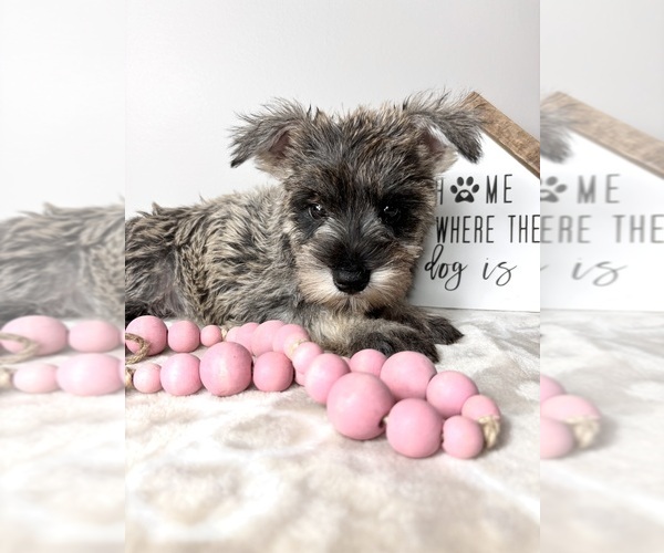 Medium Photo #7 Schnauzer (Miniature) Puppy For Sale in INDIANAPOLIS, IN, USA