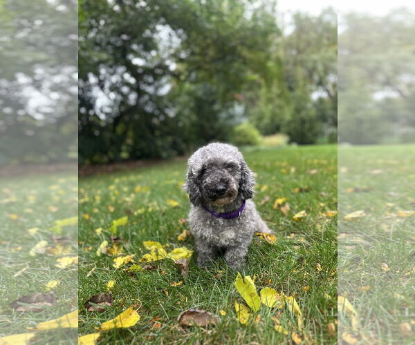 Medium Photo #4 Poodle (Miniature) Puppy For Sale in Wheaton, IL, USA
